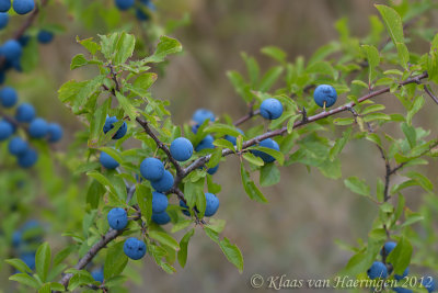 Sleedoorn - Blackthorn (Sloe) - Prunus spinosa