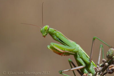 Gewone bidsprinkhaan / Praying Mantis