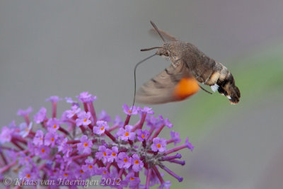 Kolibrievlinder - Hummingbird Hawk-moth - Macroglossum stellatarum