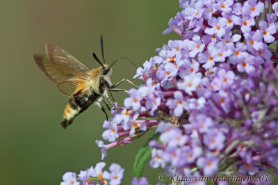 Hommelvlinder - Narrow-bordered Bee Hawk-moth - Hemaris tityus