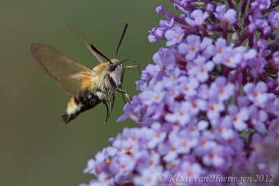 Hommelvlinder - Narrow-bordered Bee Hawk-moth - Hemaris tityus