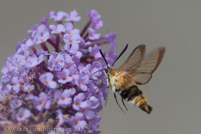 Hommelvlinder - Narrow-bordered Bee Hawk-moth - Hemaris tityus