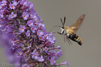 Hommelvlinder - Narrow-bordered Bee Hawk-moth - Hemaris tityus