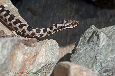 Aspisadder - Asp Viper - Vipera aspis