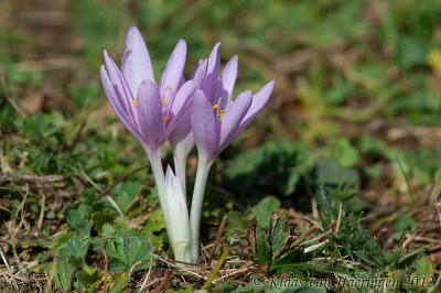 Herfsttijloos - Meadow saffron - Colchicum autumnale