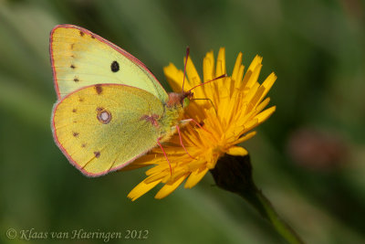 Gele luzernevlinder - Pale Clouded Yellow - Colias hyale	