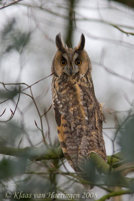 Ransuil / Long-eared Owl