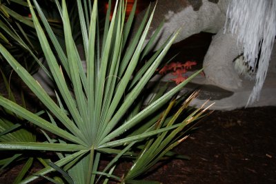 IMG_9383.jpg IN jungle and I'm not worried about survival.