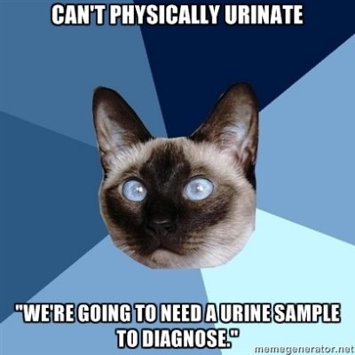 I cant urinate  we need a pee sample chronic illness cat dr carlton cmc.jpg