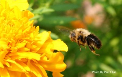 Flying bee