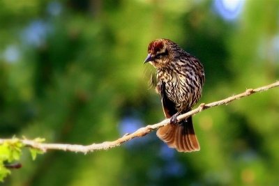 Young Red Winged Black Bird