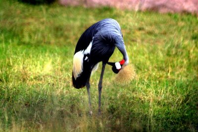 Exotic Bird #2 Crested Crane
