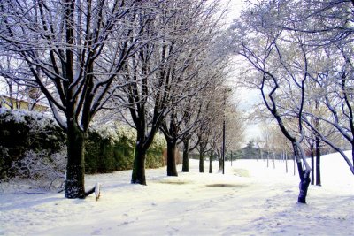 Park In Winter