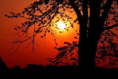 Sun Rise Behind The Tree