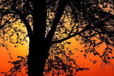 Sun Rise Behind The Tree # 2