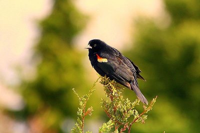 Male Red Winged Black Bird # 1
