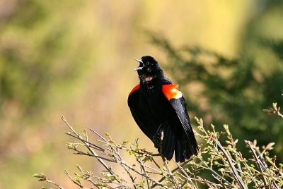 Male Red Winged Black Bird # 2