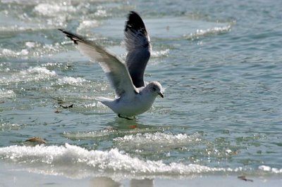Seagull at icy lake