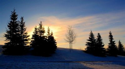 Rising sun behind the evergreen trees