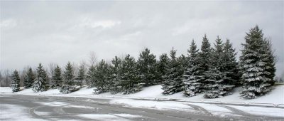 A row of evergreen trees