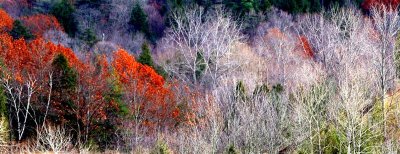 Fall Colour 2005