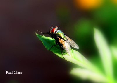 Fly at rest # 2