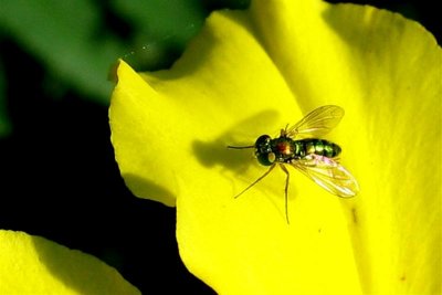 Tiny Fly At Rest