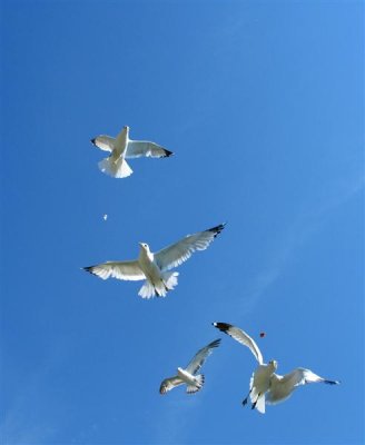 Steady In The Clear Blue Sky