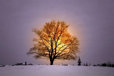 Winter Sun behind The Tree