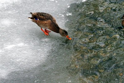 Thirsty Duck On Icy River