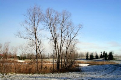 Two Types Of Trees