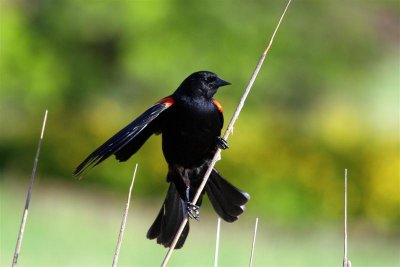 Red Winged Black Bird (Matured)