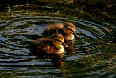 Two New Born Ducks # 3