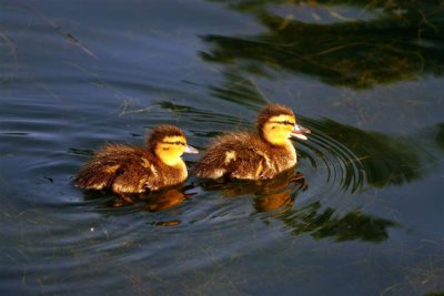 Two New Born Ducks # 4