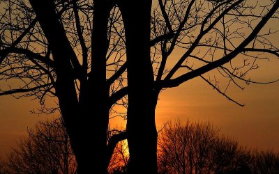 Sunset Behind The Tree
