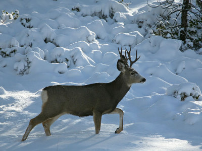 Buck in Snow
