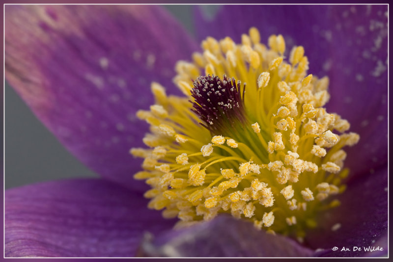 Wildemanskruid - Pulsatilla vulgaris