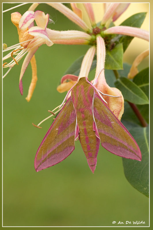 Groot avondrood - Deilephila elpenor