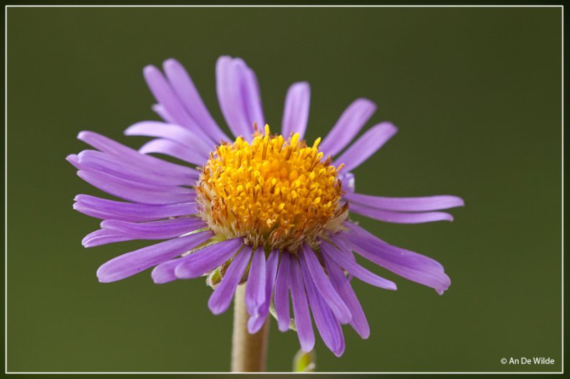 Alpenasper - Aster alpinus