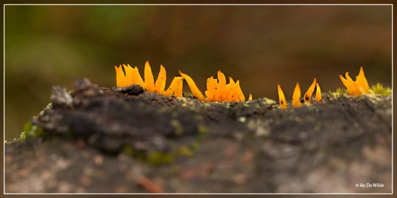 Geel Hoorntje - Calocera cornea 