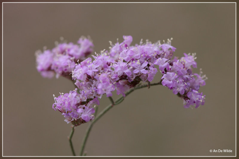 Centranthus ruber - Rode valeriaan