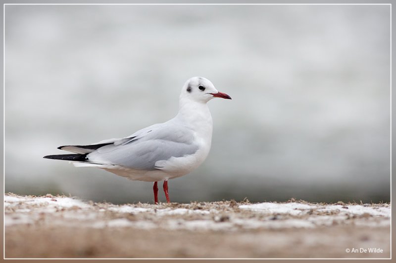 Kokmeeuw - Chroicocephalus ridibundus