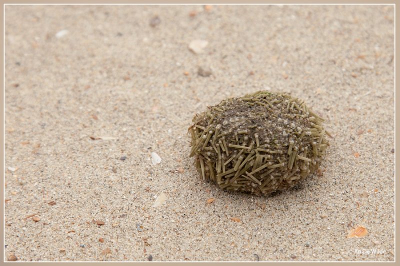 Kleine zeeappel - Psammechinus miliaris