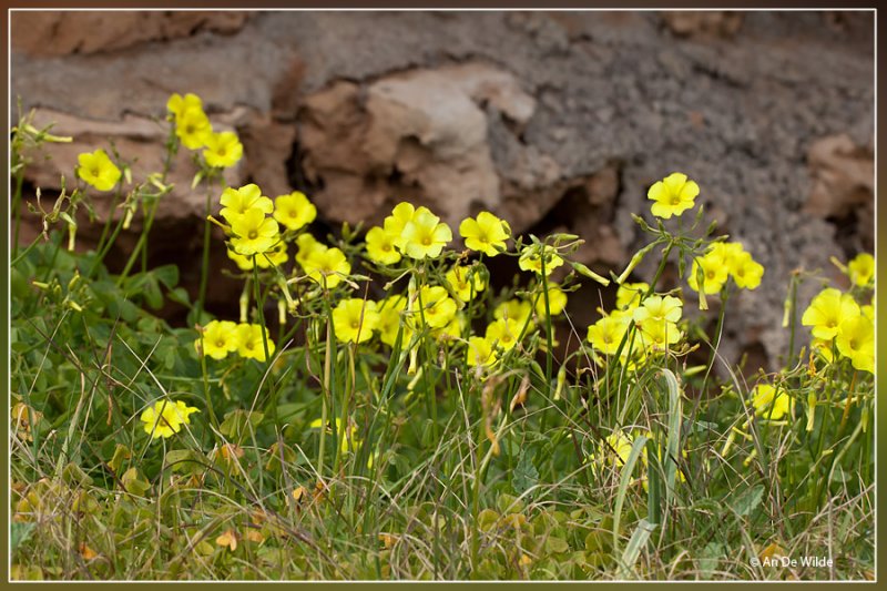 Knikkende klaverzuring - Oxalis pes-caprae