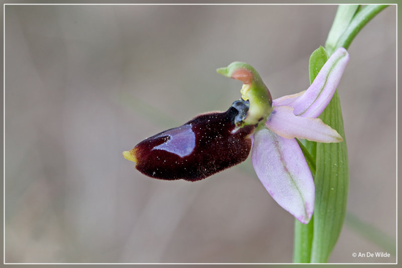 Ophrys bertolonii Balearica