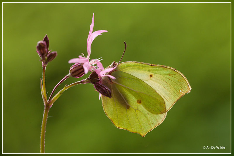 Citroenvlinder - Gonepteryx rhamni