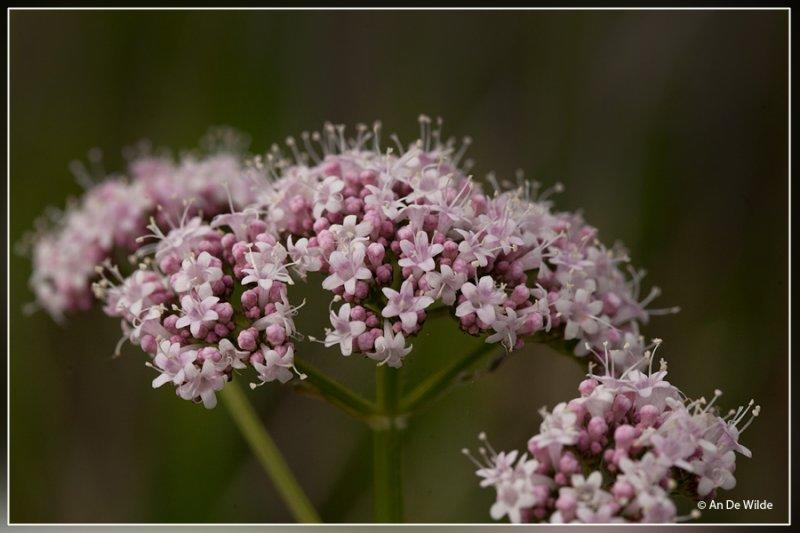 Echte valeriaan - Valeriana officinalis