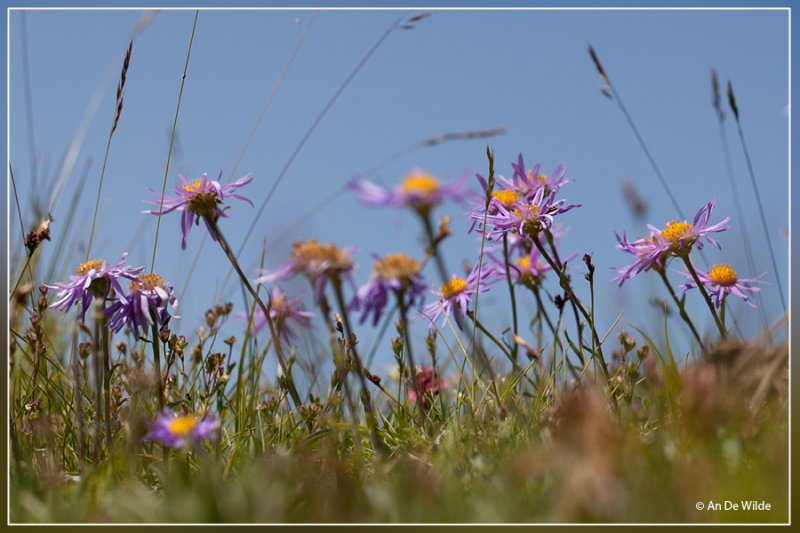 Alpenaster - Aster alpinus