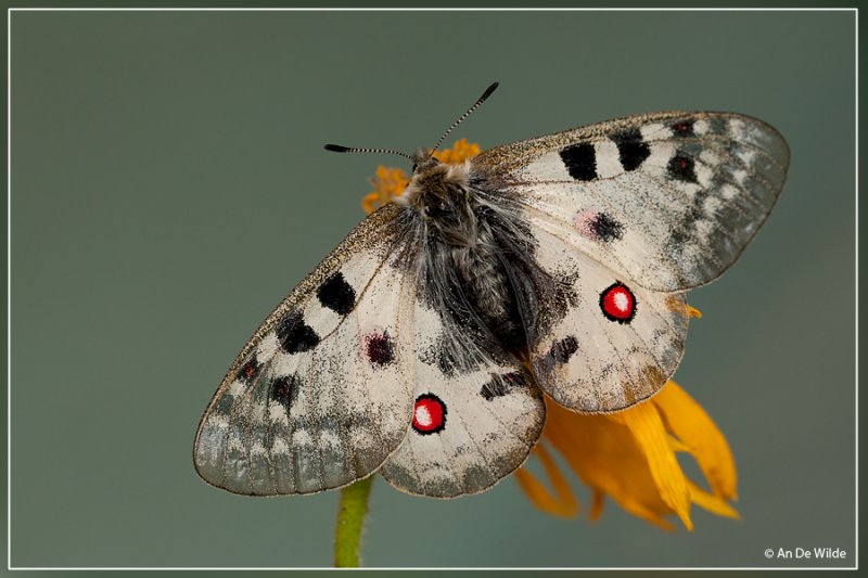 Apollovlinder - Parnassius apollo