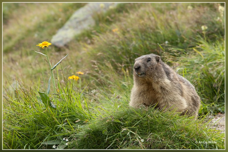 Alpenmarmot - Marmota marmota